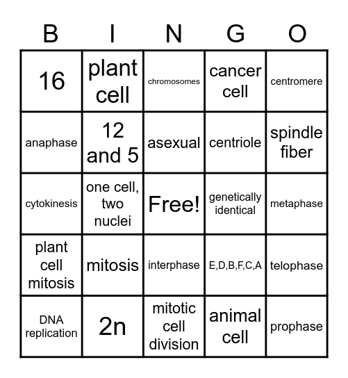 Mitosis Bingo Card