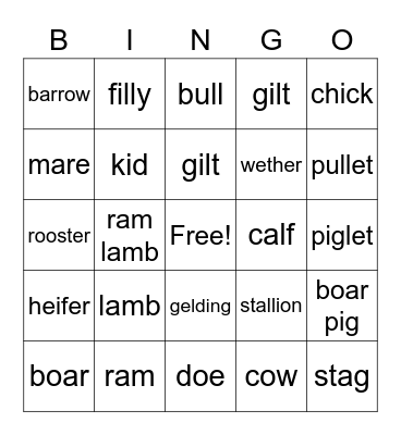 Animal Terminology Bingo Card