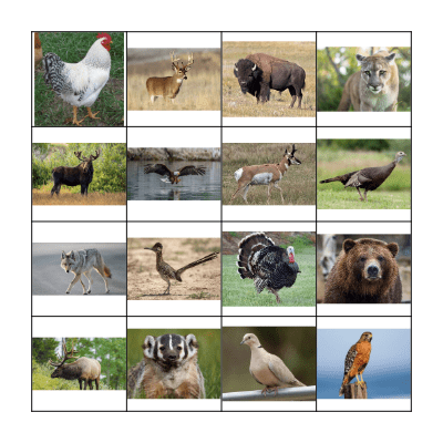 Tiwa Bingo - Animals Bingo Card