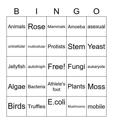 The 5 Kingdoms Bingo Card