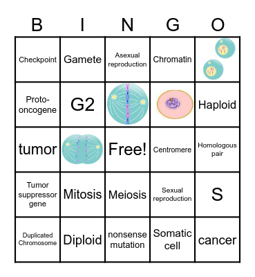 Cell Division Bingo Card