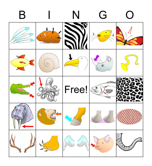 Animal Body Parts Bingo Card