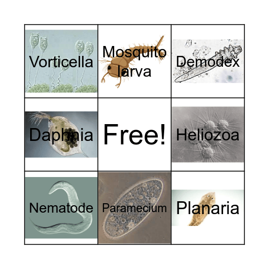 Microfauna Bingo Card
