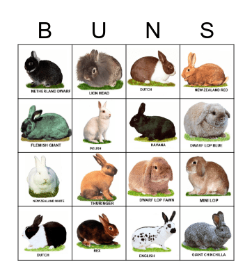 Australian Rabbit Breeds Bingo Card