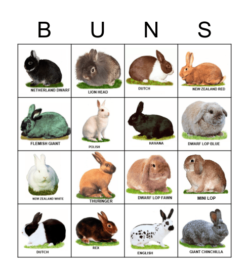 Australian Rabbit Breeds Bingo Card
