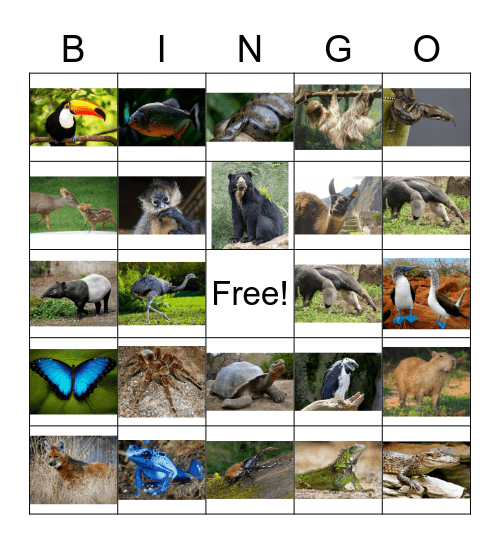 South American Friends Bingo Card