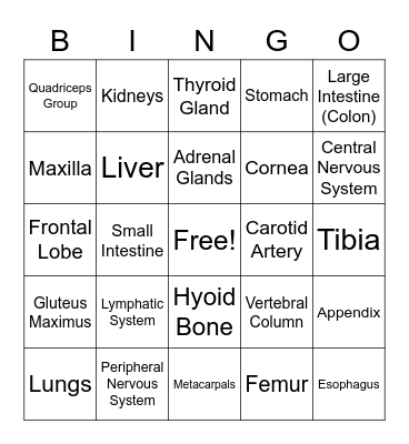 Anatomage Table Bingo! Bingo Card