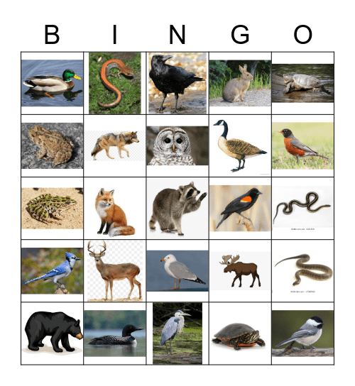 Northern Ontario Animals Bingo Card