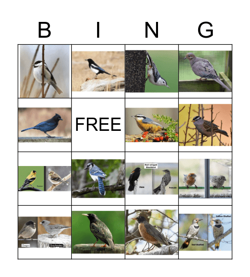 Birds of Colorado Bingo Card