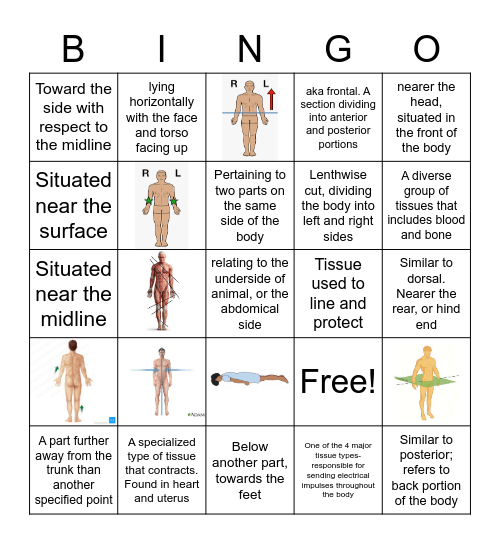 Anatomical Language Bingo Card