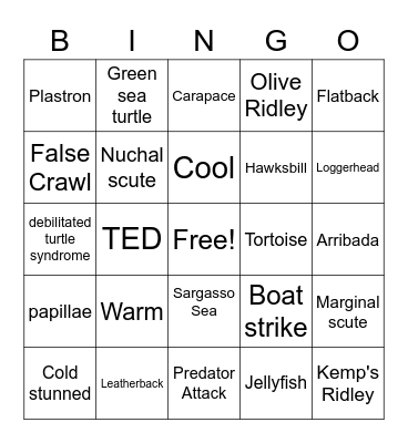 Sea Turtle Bingo Review Bingo Card