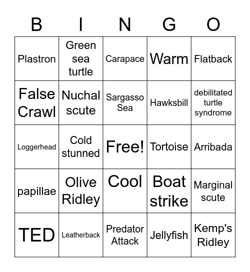 Sea Turtle Bingo Review Bingo Card