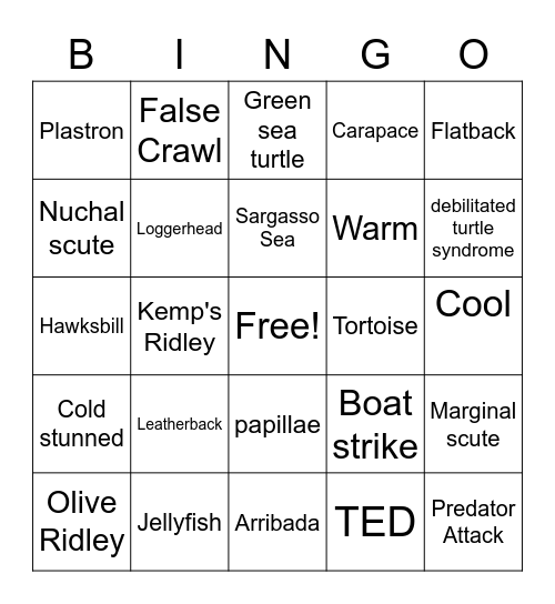 Sea Turtle Bingo Review Bingo Card