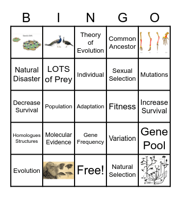 Evolution Vocabulary Bingo Card