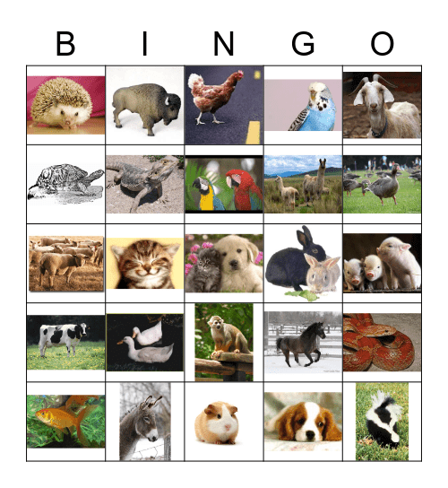 pets Bingo Card