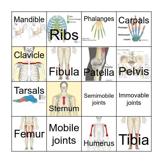 Recap of the joints and bones (P5) Bingo Card