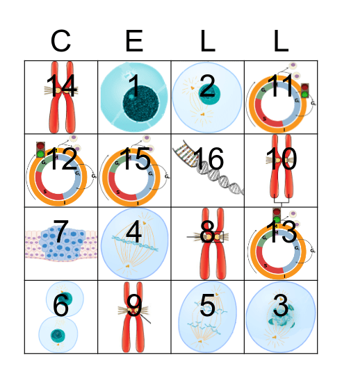 Cell Cycle Loteria Bingo Card