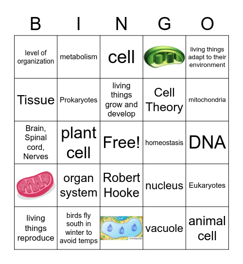 Cells Intro Review Bingo Card