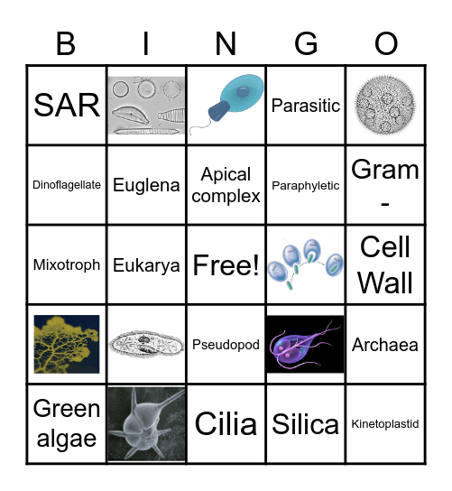 Protist and More Bingo Card