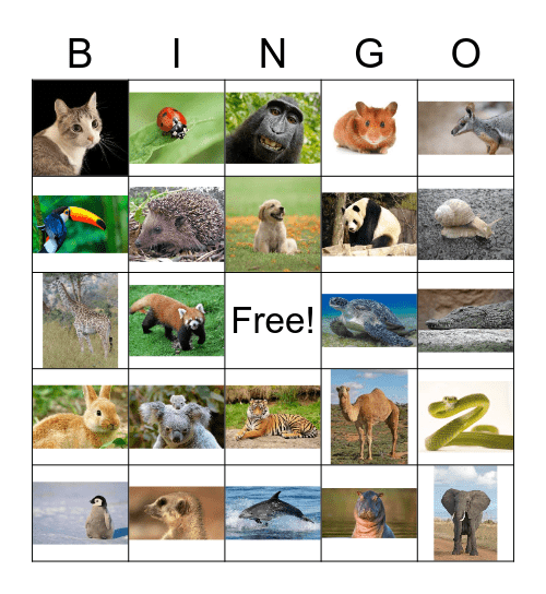 Animals Bingo Card