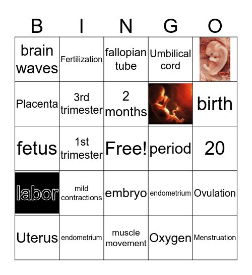 Pregnancy and Fertilization Bingo Card