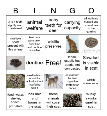 Wildlife Test #2 Bingo Card