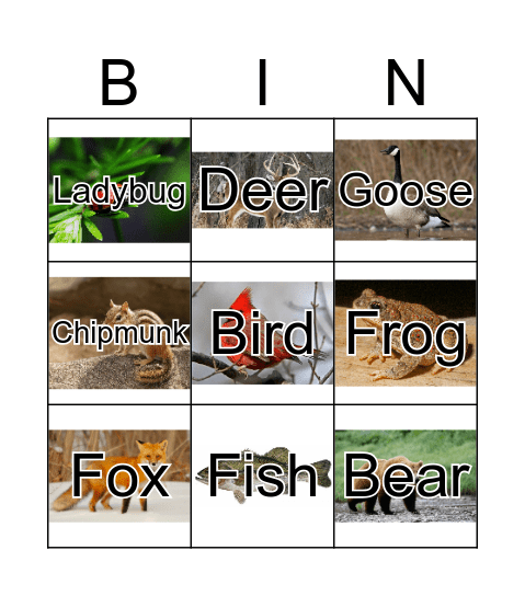 Animal Adaption Bingo Card