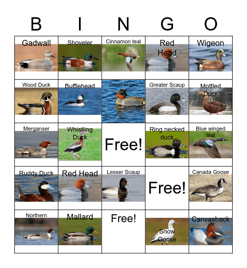 Waterfowl Bingo Card