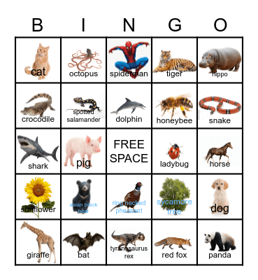 B I O D I V E R S I T Y Bingo Card