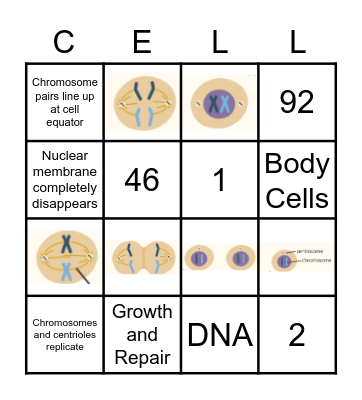 Mitosis Bingo Card