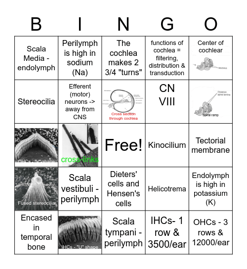 Anatomy of The Cochlear Nerve Bingo Card