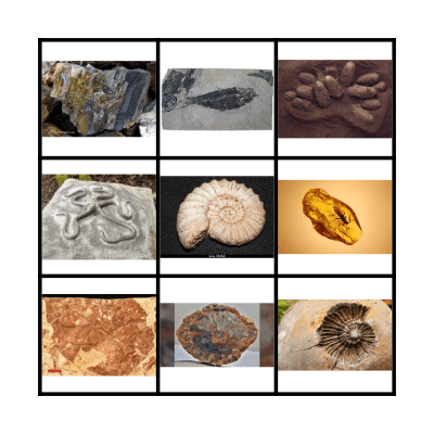 Types of fossils Bingo Card