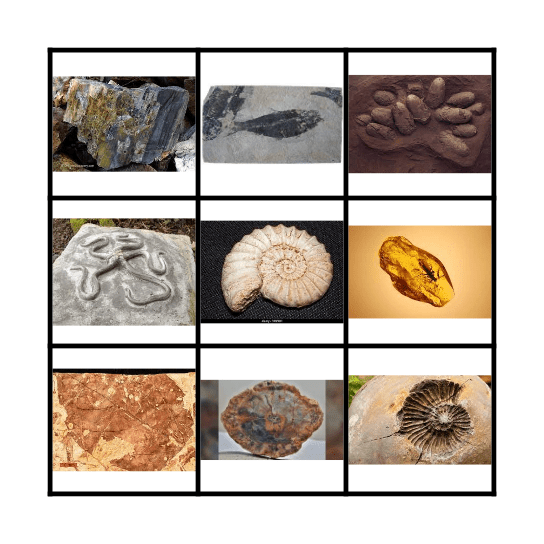 Types of fossils Bingo Card