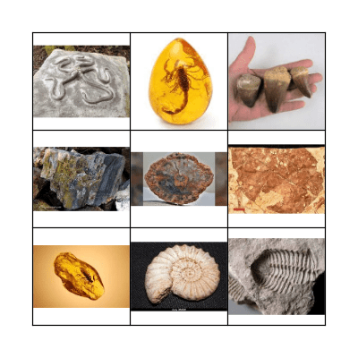 Types of fossil Bingo Card