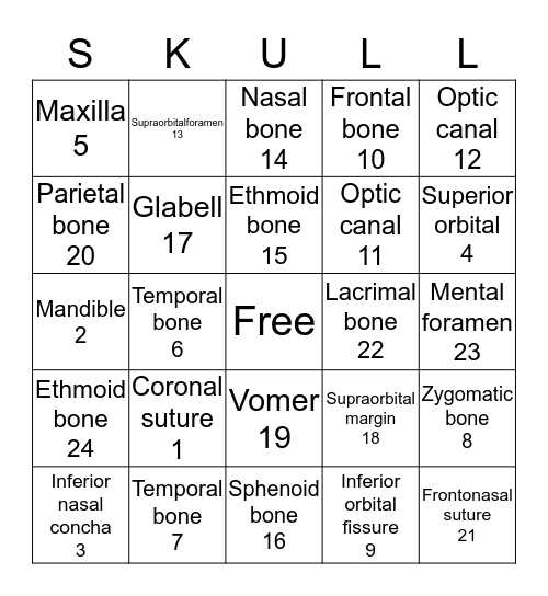 Axial Skeleton Bingo Card
