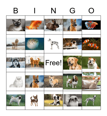 Small Animal Care Bingo Card