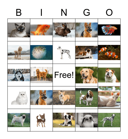 Small Animal Care Bingo Card
