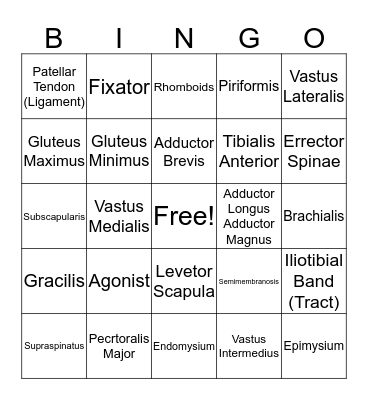 Muscular System Bingo Card