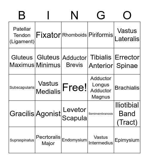 Muscular System Bingo Card