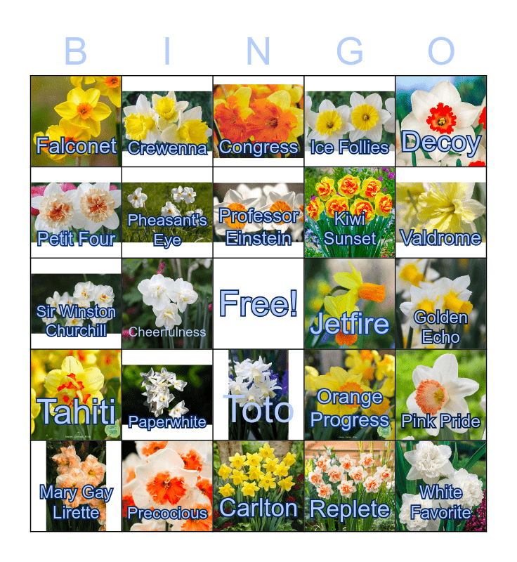 Daffodils Bingo Card