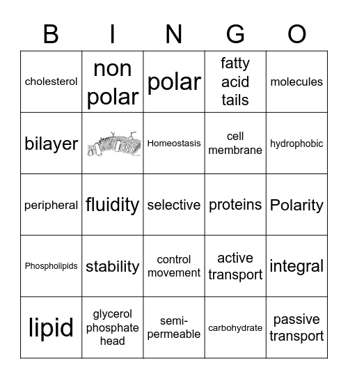 Structure of the Cell Membrane Bingo Card