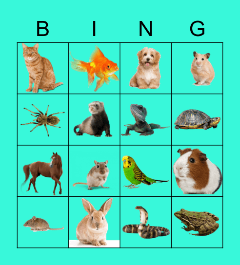 Les animaux de compagnie Bingo Card