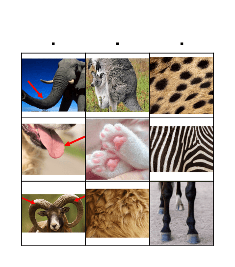 Animal Body parts Bingo Card
