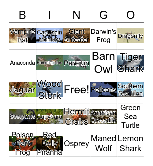 South American Animals Bingo Card