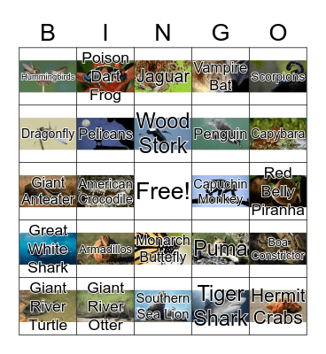 South American Animals Bingo Card