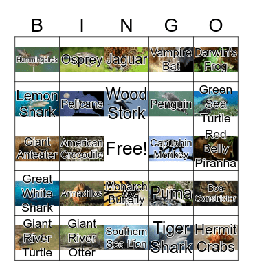 South American Animals Bingo Card