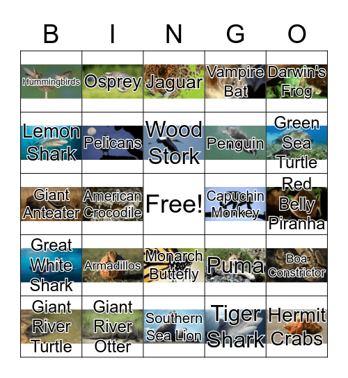 South American Animals Bingo Card
