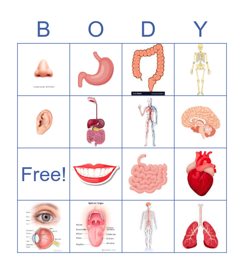 LiftEd Anatomy Bingo Card