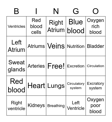 Nutrition: Circulation  and Excretion Bingo Card