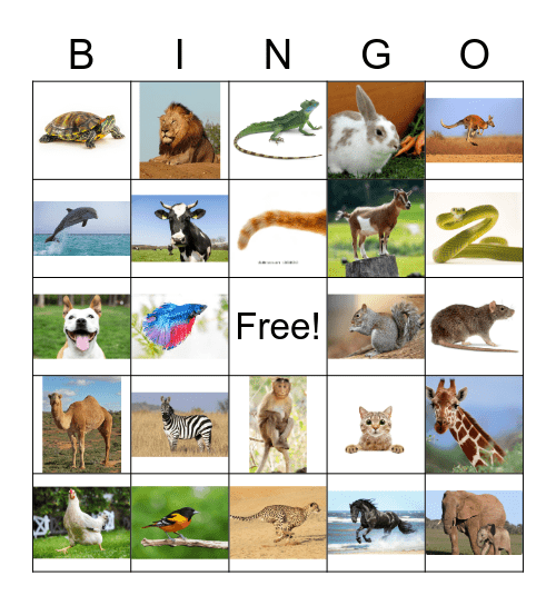 Animal Bingo Card